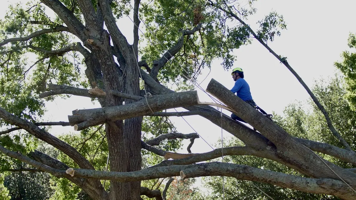 Professional Crown Thinning performed by certified arborists in Millersville
