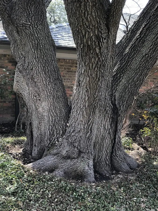 Mature heritage tree close to a Millersville property cared for by certified arborists